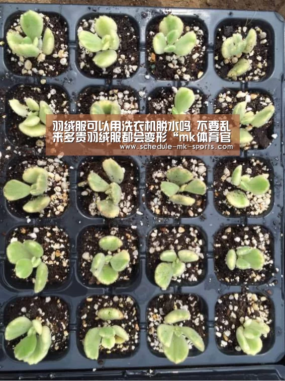 羽绒服可以用洗衣机脱水吗 不要乱来多贵羽绒服都会变形“mk体