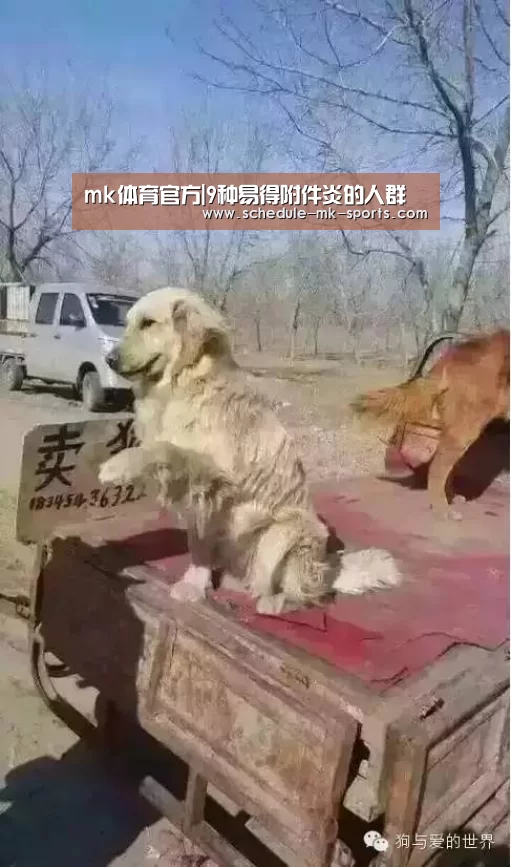 mk体育官方|9种易得附件炎的人群(图2) mk体育